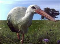 Die Wiese - Storch